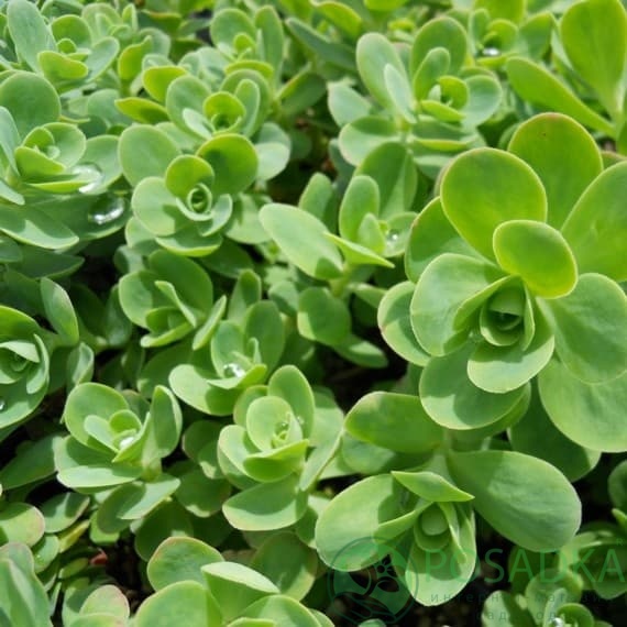 картинка Очиток (седум) Анакампсерос 