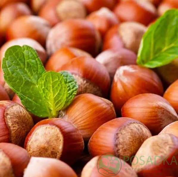 картинка Фундук Пирожок (двухлетний) 