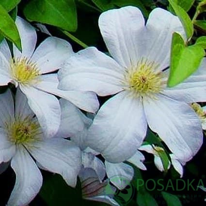 картинка Клематис Huldine (Хулдайн) 