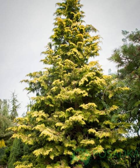 картинка Кипарисовик нутканский Aurea 
