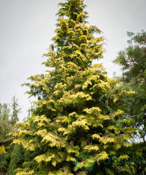 картинка Кипарисовик нутканский Aurea 