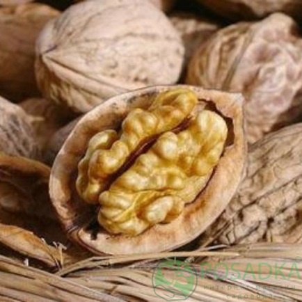 картинка Грецкий орех Рудковский привитый 