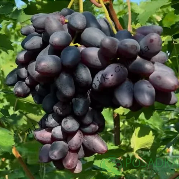 картинка Виноград Находка Калугина 