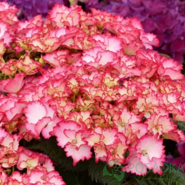 картинка Гортензия крупнолистная French Cancan Rose (Френч Канкан Роуз) 