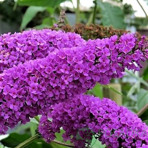 картинка Буддлея Давида Border Beauty 