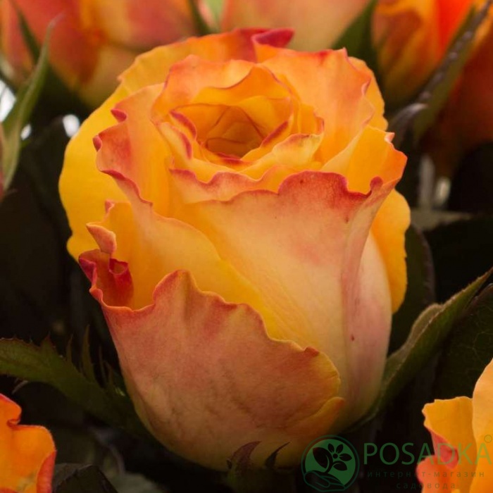 картинка Роза чайно-гибридная Мари Клер (Marie Claire) 