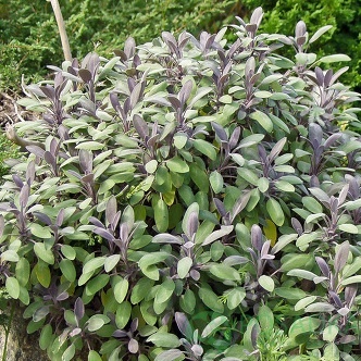 картинка Шалфей лекарственный Purpurascens 