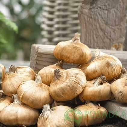 картинка Гладиолус Magenta Princess 