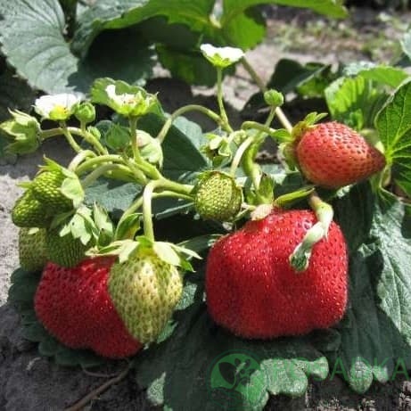 картинка Клубника Референта 