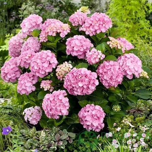 картинка Гортензия крупнолистная Pink Sensation 
