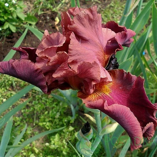 картинка Ирис бородатый Lonely Street 