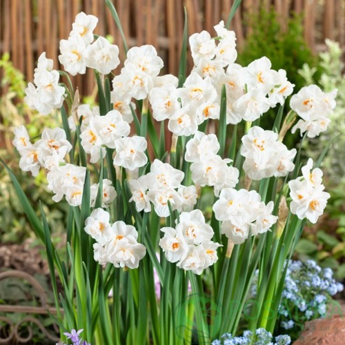 картинка Нарцисс Abba 