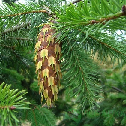 картинка Псевдотсуга Мензиса 