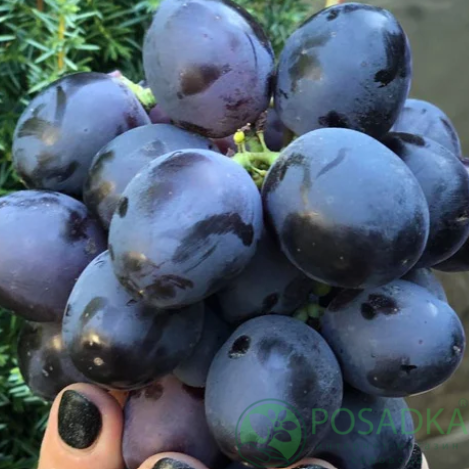 картинка Виноград Фуджиминори 