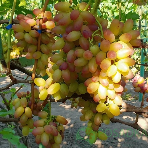 картинка Виноград вегетирующий Роза ранняя 