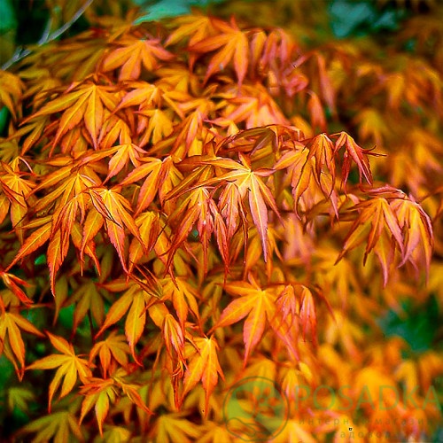 картинка Клен японский Катсура  