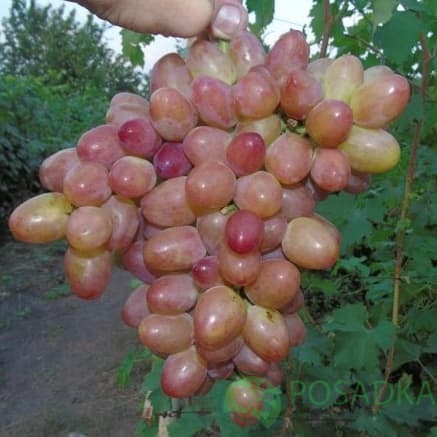 картинка Виноград Розмус 