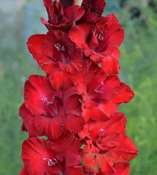 картинка Гладиолус Гранатовый браслет 