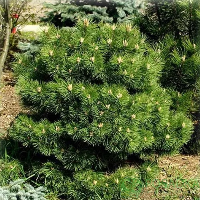 картинка Сосна чёрная Хорнибрукиана   картинка Сосна чёрная Хорнибрукиана