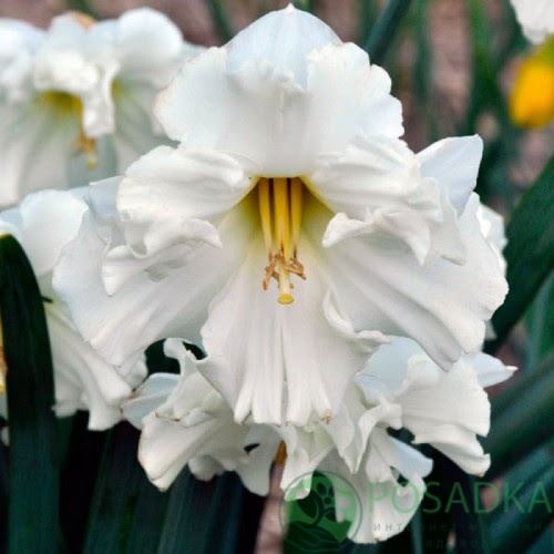 картинка Нарцисс Colblanc  картинка Нарцисс Colblanc