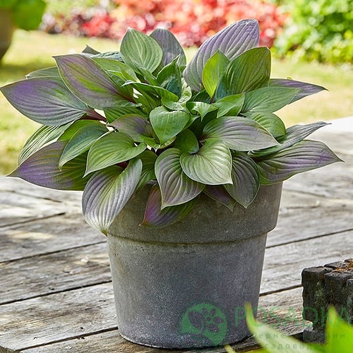 картинка Хоста First Blush 