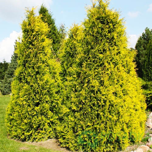 картинка Туя западная Саланд 