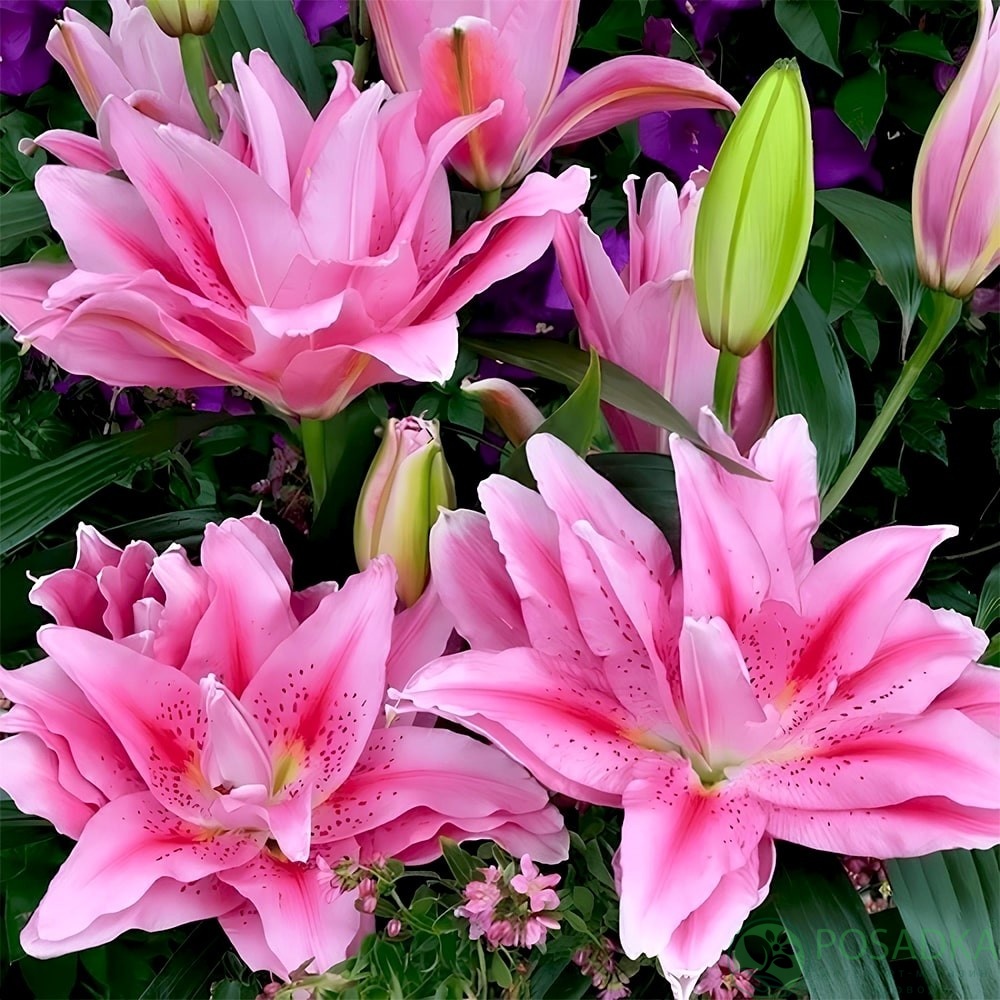 картинка Лилия Roselily Jasmina 