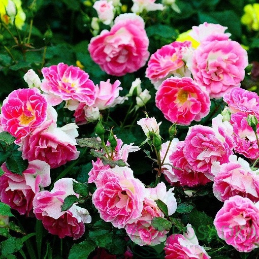 картинка Роза флорибунда Регенсберг 