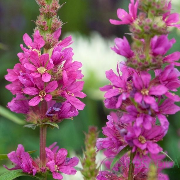 картинка Дербенник иволистный Robert (Lythrum salicaria 'Robert) 