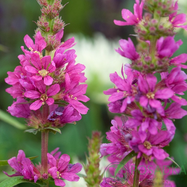 картинка Дербенник иволистный Robert (Lythrum salicaria 'Robert) 