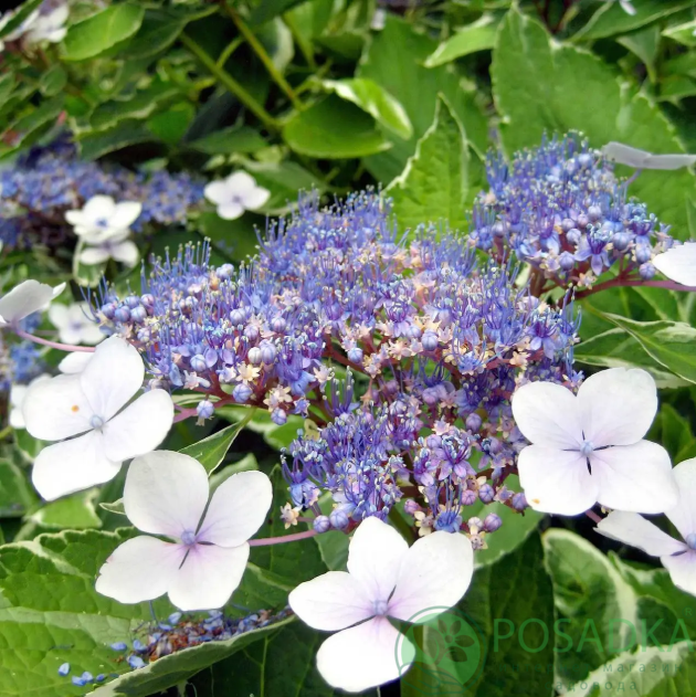 картинка Гортензия крупнолистная Mariessi Variegata (Мариеси Вариегата) 