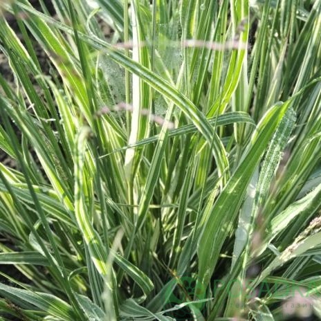 картинка Молиния голубая арундинацея Mostenveld 