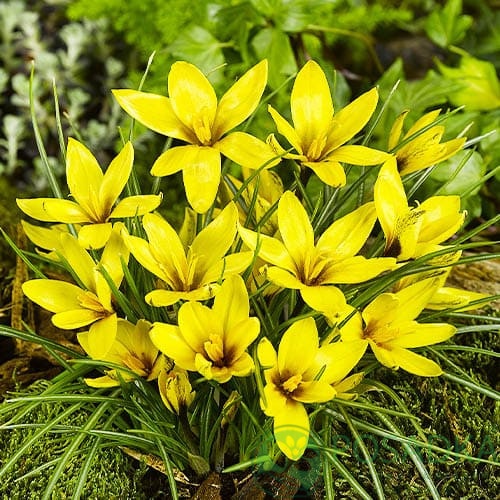 картинка Крокус Korolkowii  картинка Крокус Korolkowii