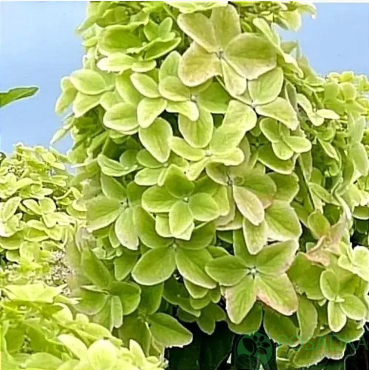 картинка Гортензия метельчатая Металлика (MetalIica) 