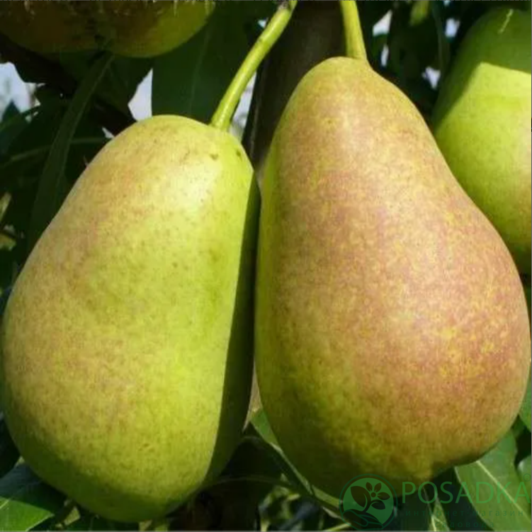 картинка Груша Амфора 