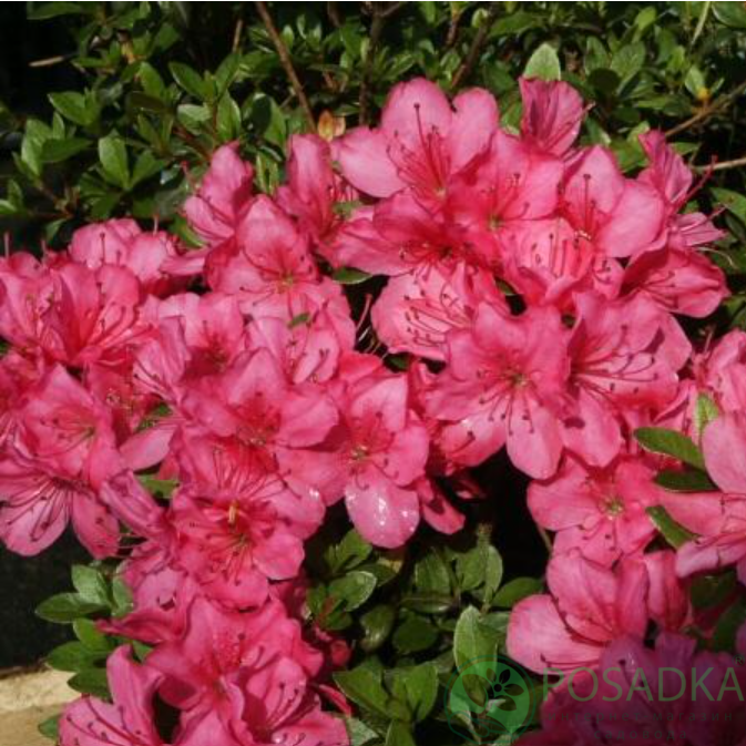 картинка Азалия японская Anne Frank 