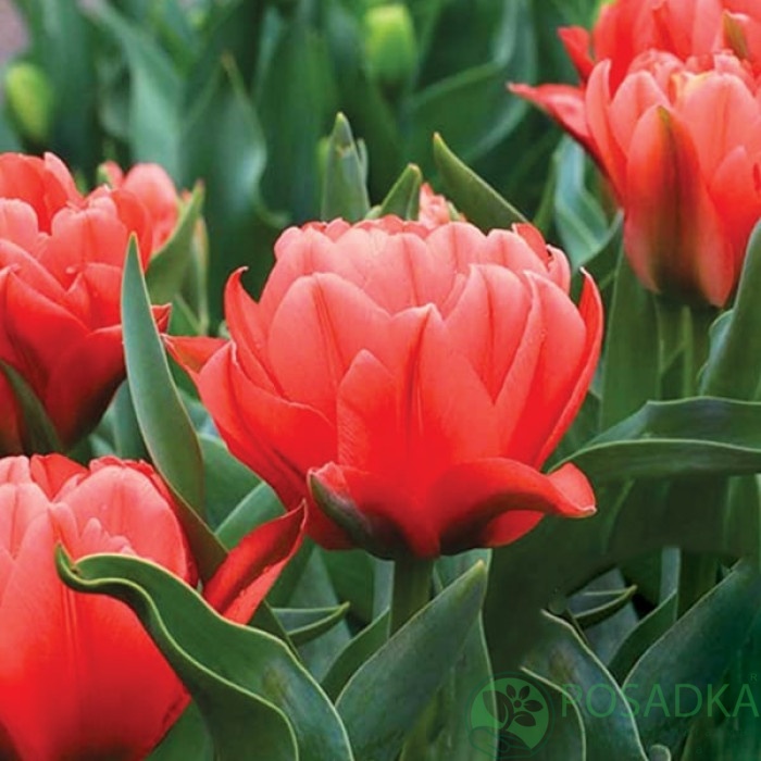 картинка Тюльпан Toronto Double (3 шт) р9 