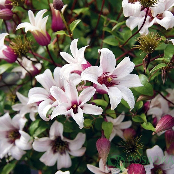 картинка Клематис Princess Kate 