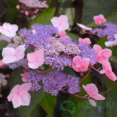 картинка Гортензия шершавая Макрофилла (Macrophylla)  