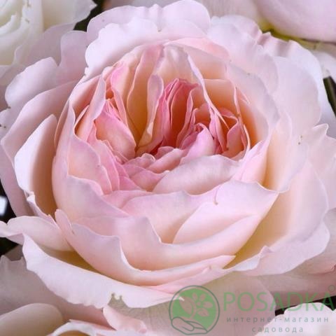 картинка Роза английская Кейра  картинка Роза английская Кейра