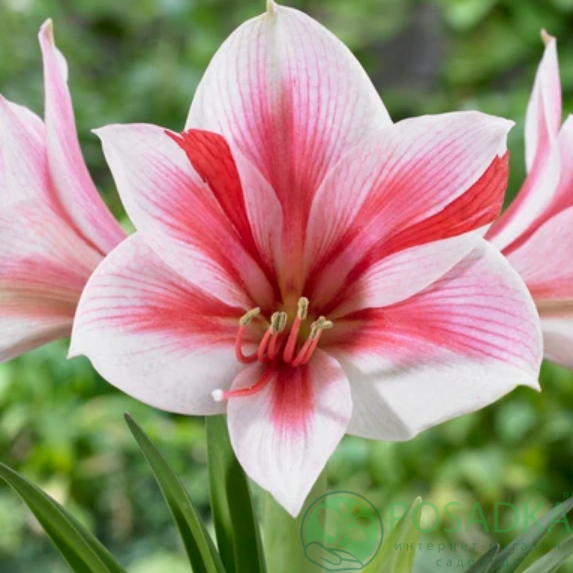 картинка Амариллис Gervase  картинка Амариллис Gervase