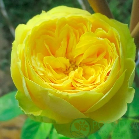 картинка Роза бордюрная Katalina 