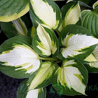 картинка Хоста Color Festival 