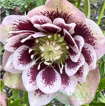 картинка Морозник Double Pink Spotted 