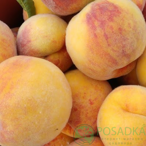 картинка Персик Ник-102 (Peach Nic 102) 