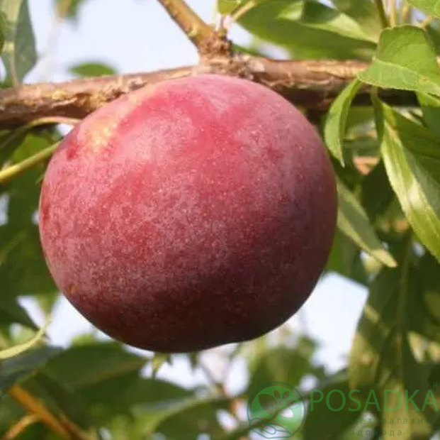 картинка Слива Ханум 