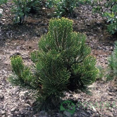 картинка Сосна Гельдрейха Aureospicata 