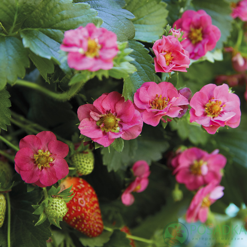 картинка Клубника 'Summer Breeze Rose' (контейнер) 