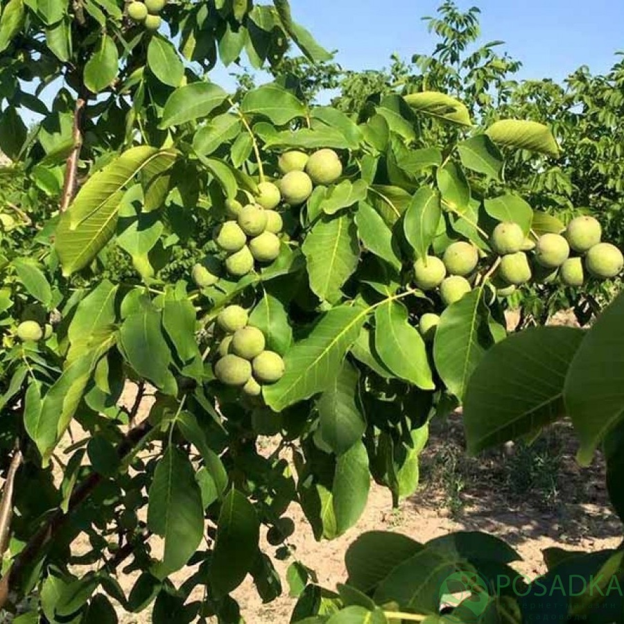 картинка Грецкий орех Буковинская Бомба 