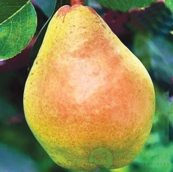 картинка Груша Маргарита Марилья 